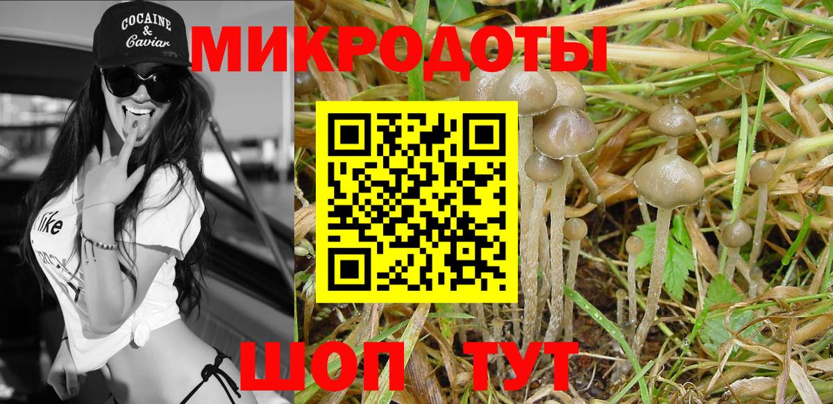 купить наркотик  Псилоцибиновые грибы GOLDEN TEACHER  Вход с VPN  Вольск  Псилоцибиновые грибы Cubensis 